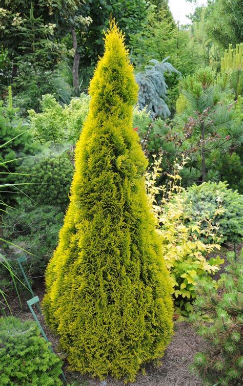 Landscaping Ideas with Filups Magic Moment Arborvitae as a Focal Point